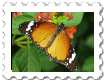 Motyl